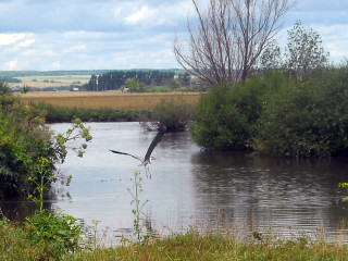 Цапля